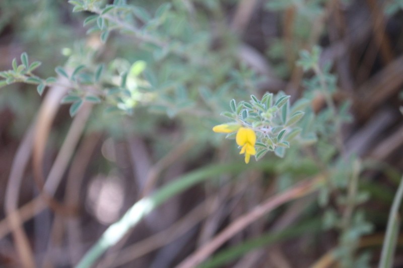 Leobordea acuticarpa photo 5
