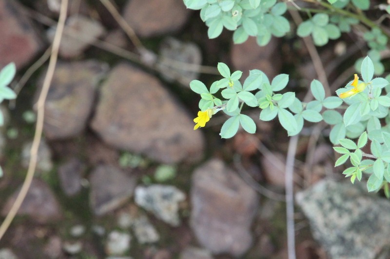 Leobordea acuticarpa photo 6