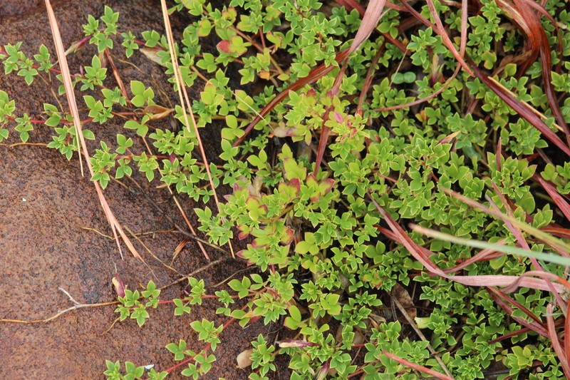 Leobordea adpressa