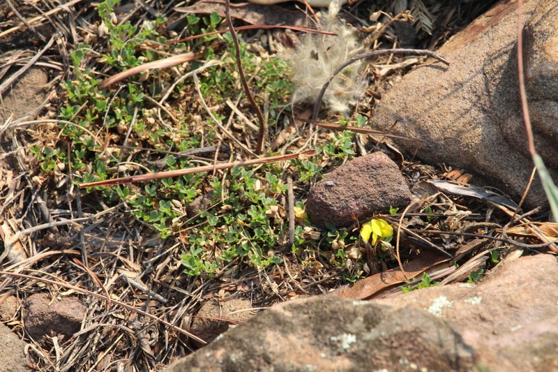 Leobordea adpressa photo 2