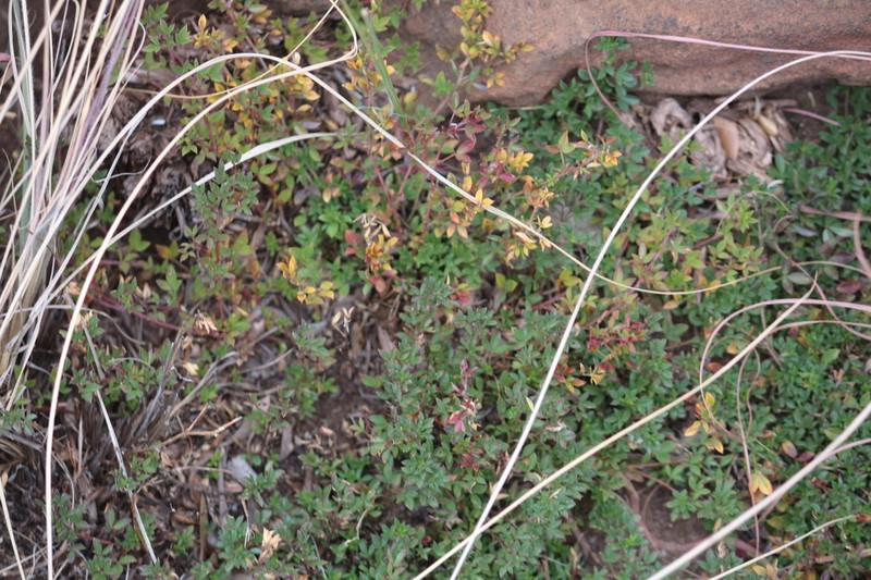 Leobordea adpressa photo 3