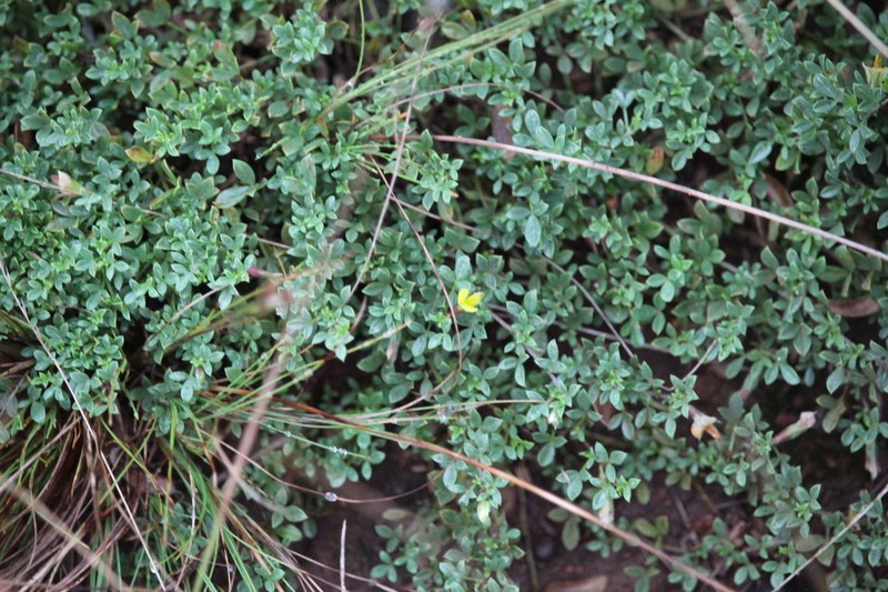 Leobordea adpressa photo 4