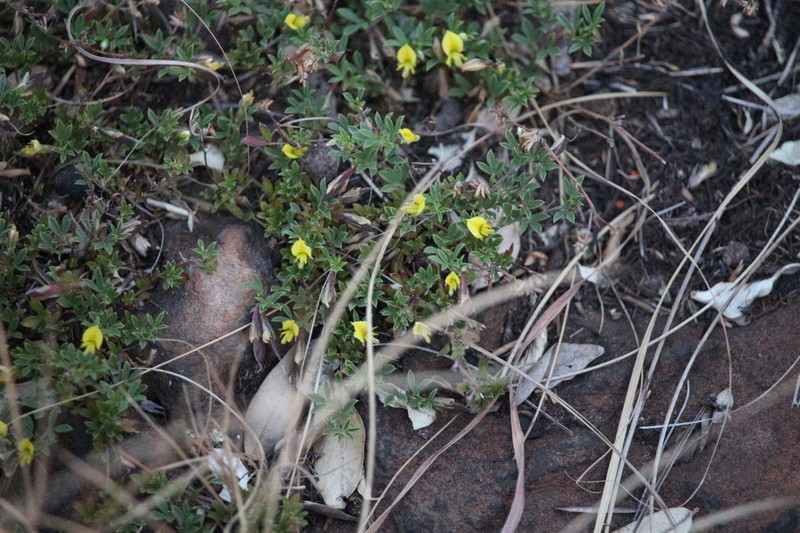 Leobordea adpressa photo 5