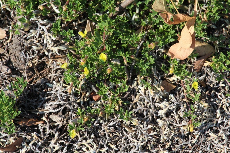 Leobordea adpressa photo 6