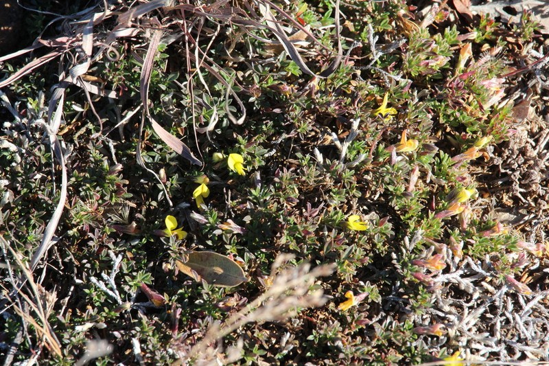 Leobordea adpressa photo 7