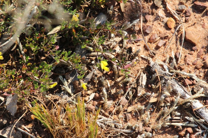 Leobordea adpressa photo 8