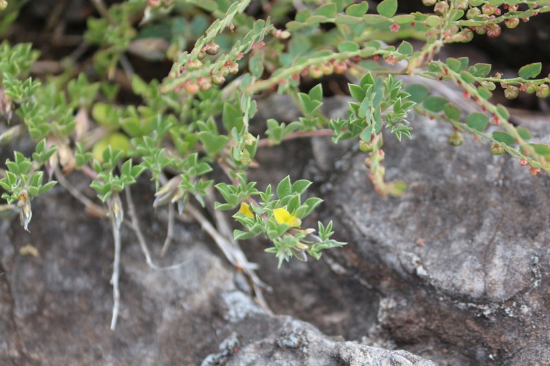 Leobordea arida