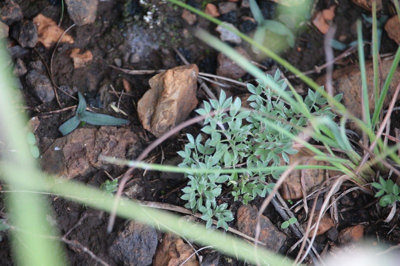 Leobordea arida photo 2