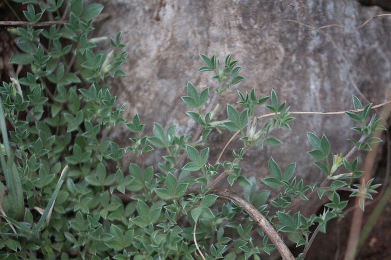 Leobordea arida photo 4