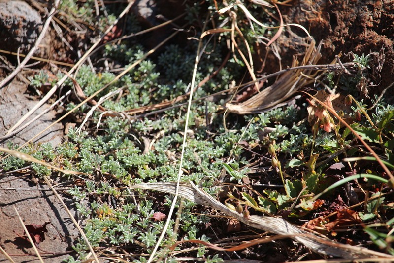 Leobordea arida photo 5