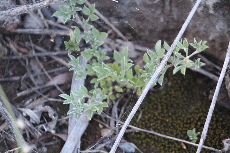 Leobordea arida photo 6