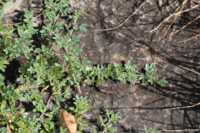 Leobordea arida photo 8