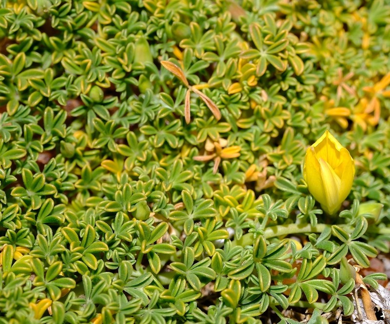 Leobordea benthamiana