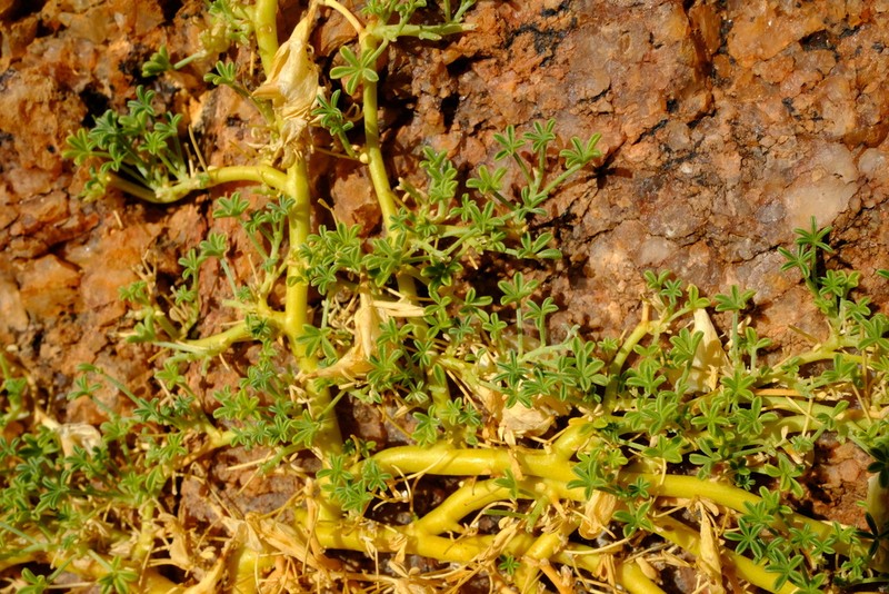 Leobordea benthamiana photo 2