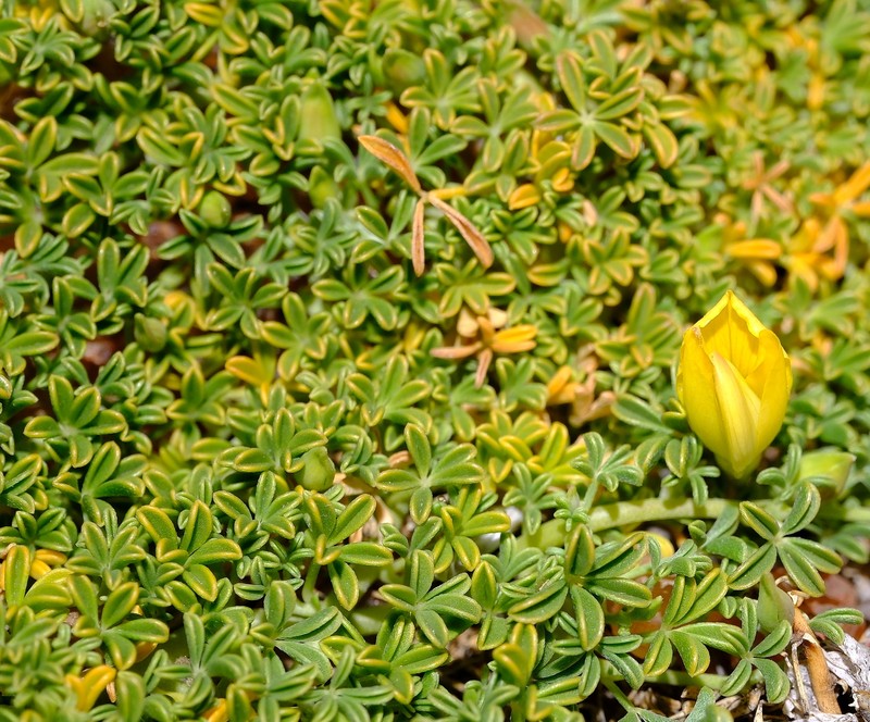 Leobordea benthamiana photo 3