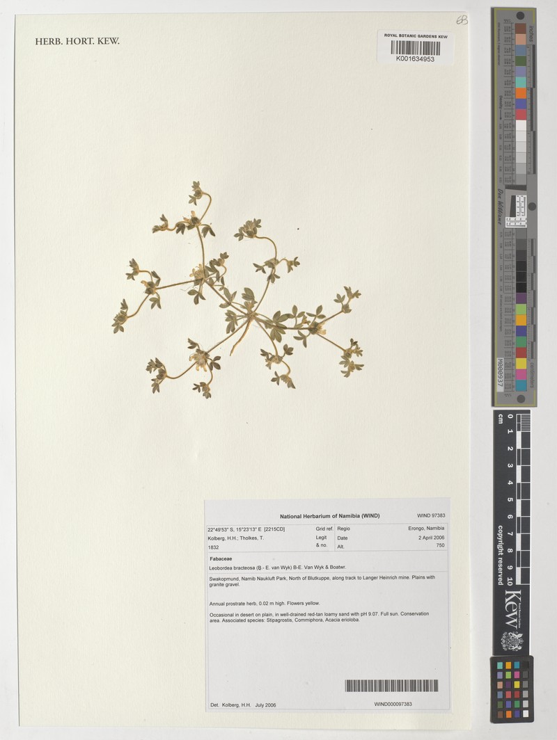 Leobordea bracteosa