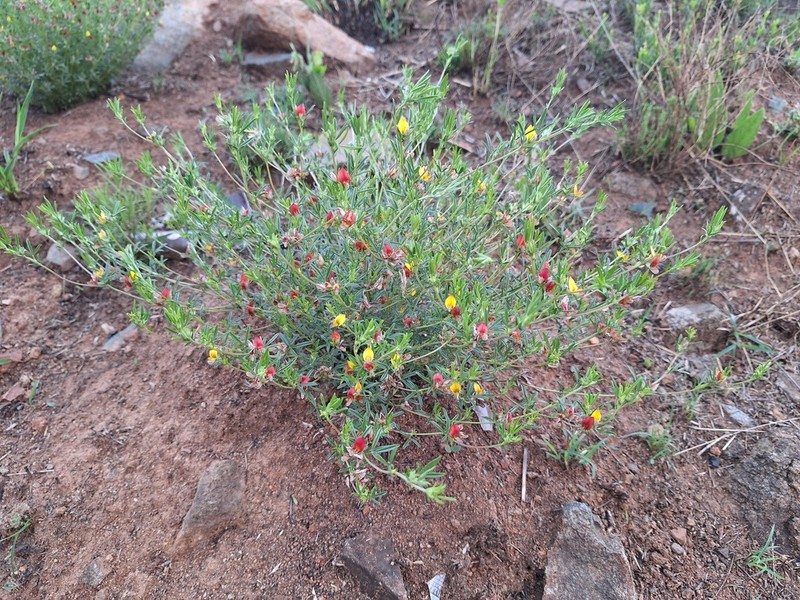 Leobordea carinata