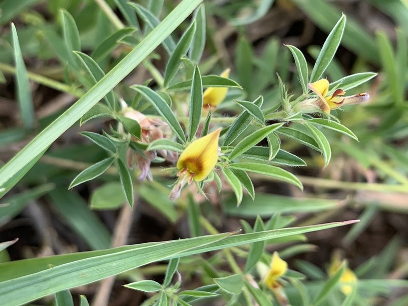 Leobordea carinata photo 2