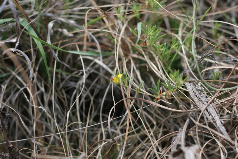 Leobordea carinata photo 3