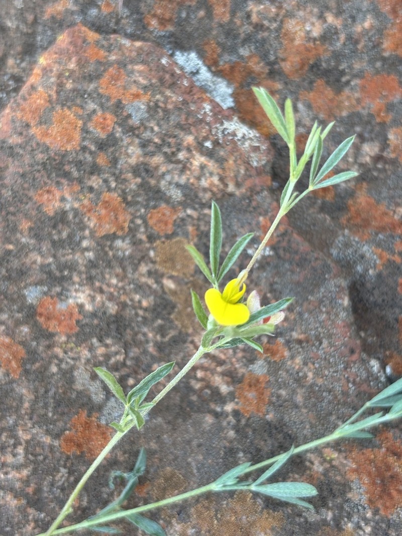 Leobordea carinata photo 4
