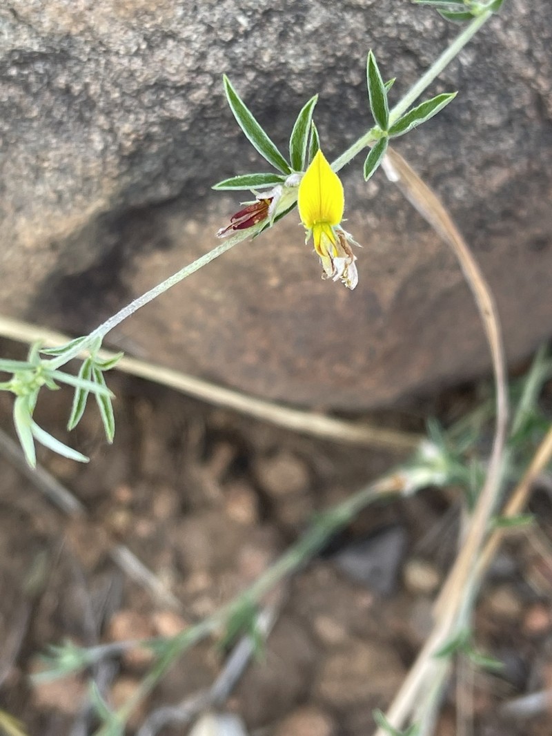 Leobordea carinata photo 5