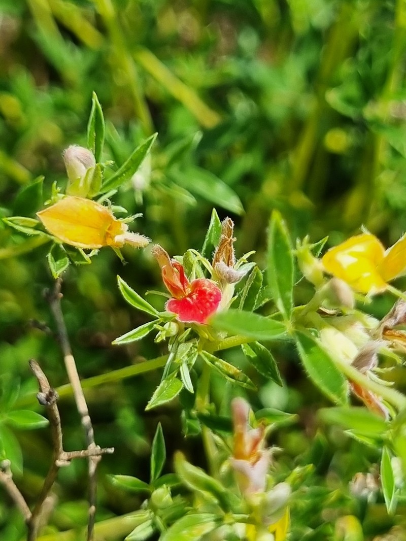 Leobordea carinata photo 6