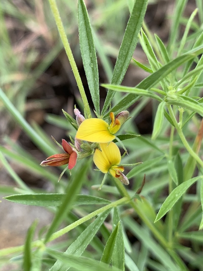Leobordea carinata photo 8