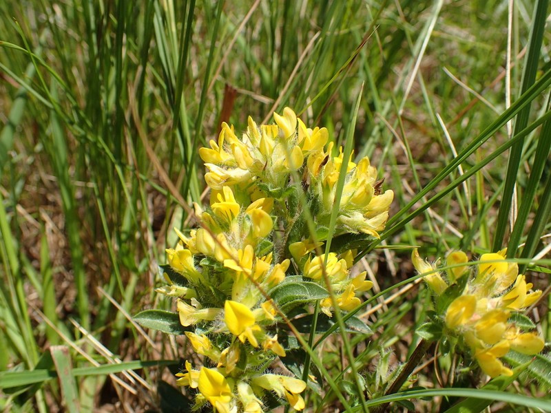Leobordea corymbosa