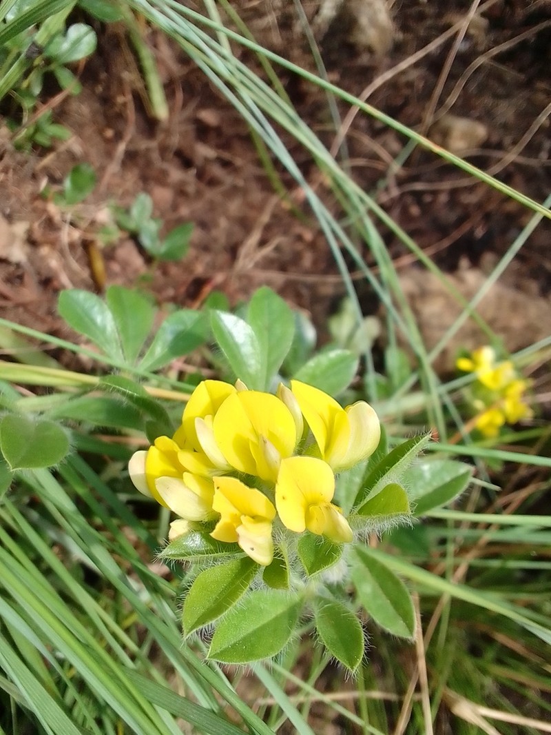 Leobordea corymbosa photo 2
