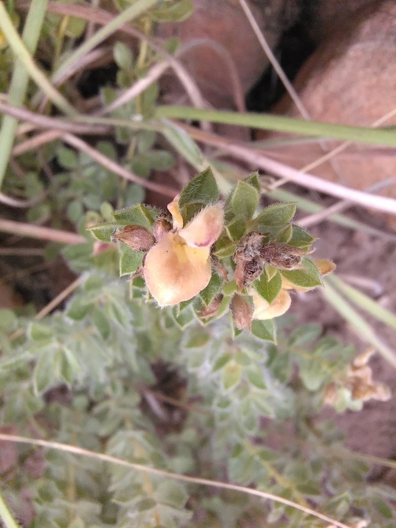 Leobordea corymbosa photo 3