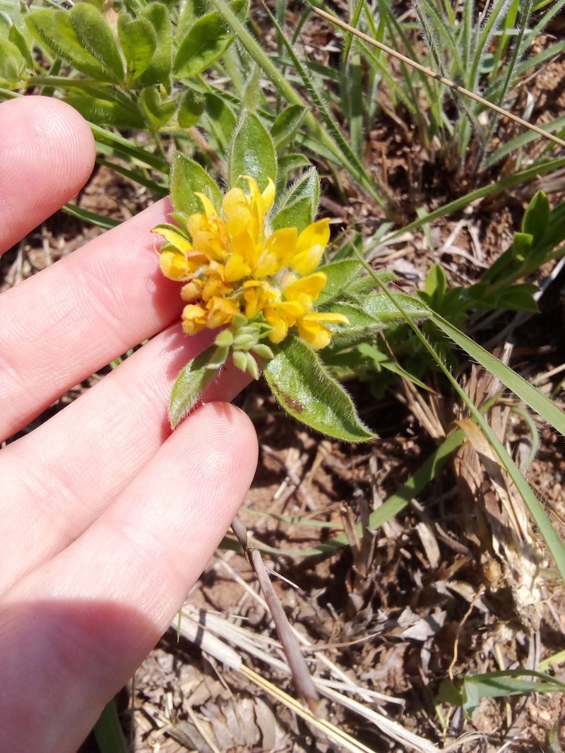 Leobordea corymbosa photo 4