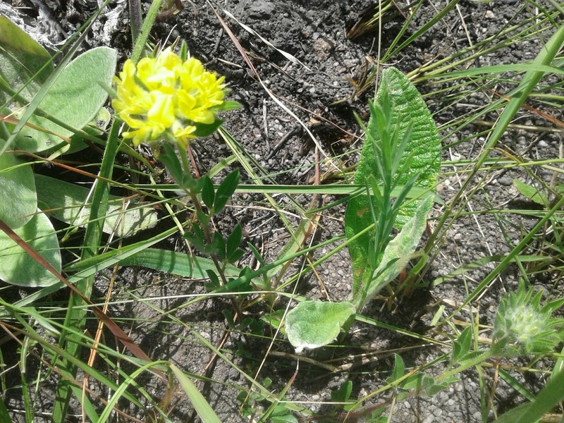 Leobordea corymbosa photo 5