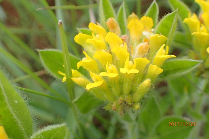 Leobordea corymbosa photo 6