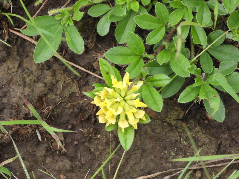 Leobordea corymbosa photo 7