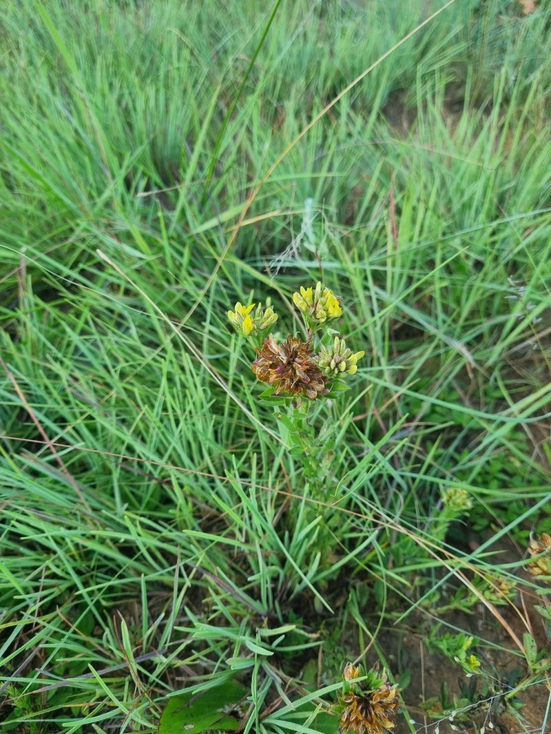 Leobordea corymbosa photo 8