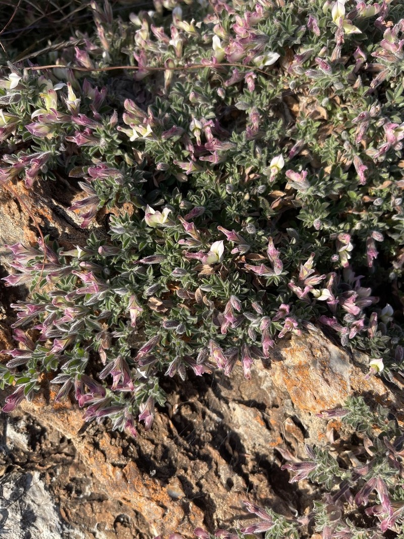 Leobordea decumbens