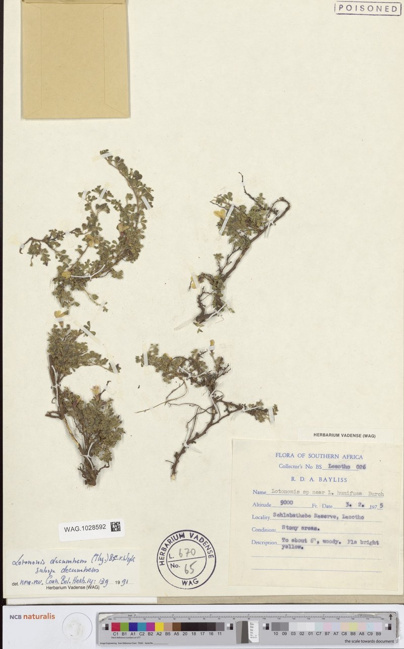 Leobordea decumbens photo 3