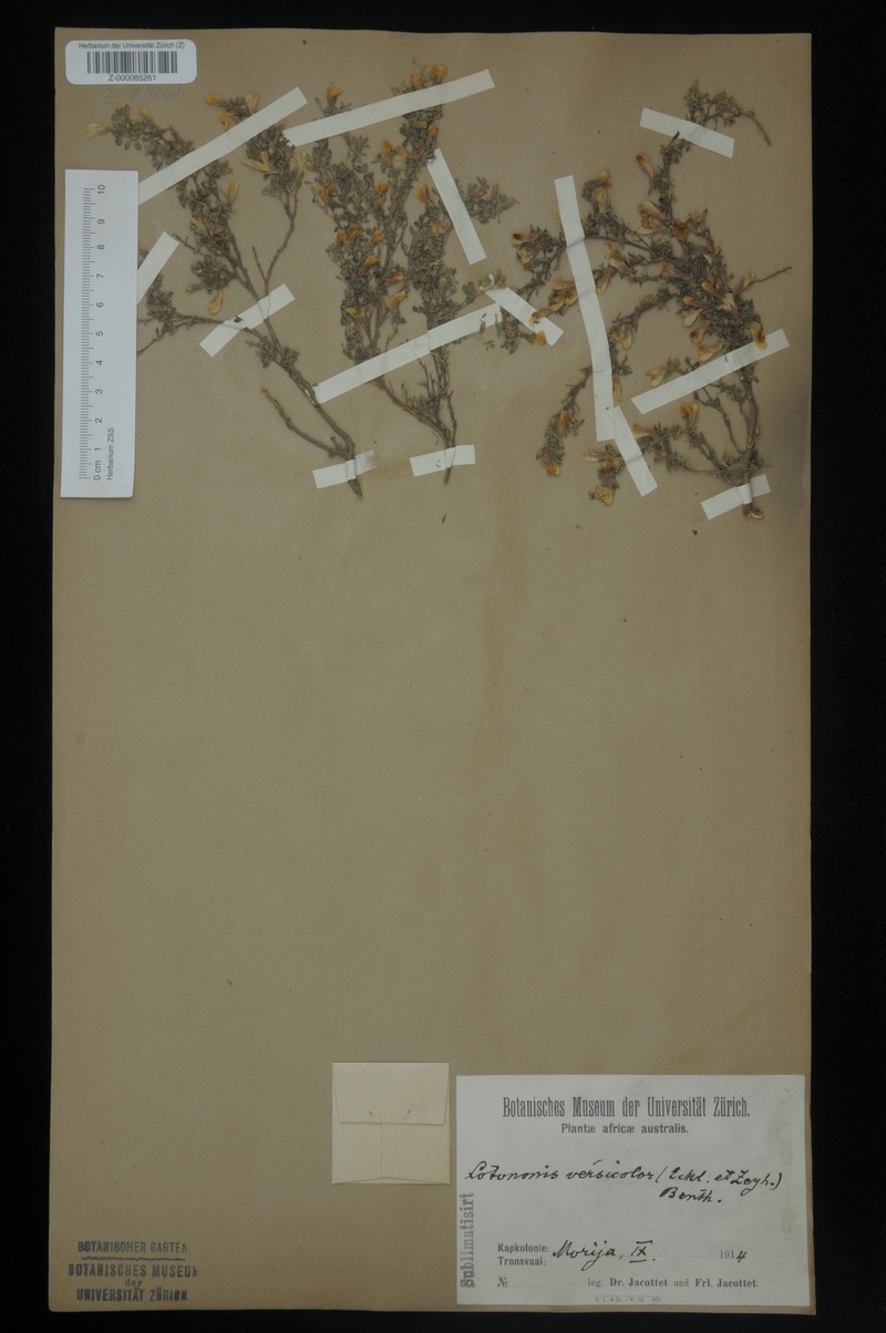 Leobordea decumbens subsp. decumbens