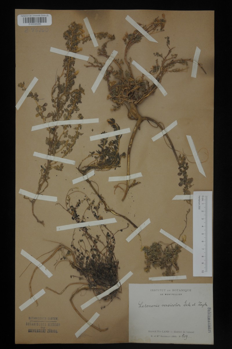 Leobordea decumbens subsp. decumbens photo 2