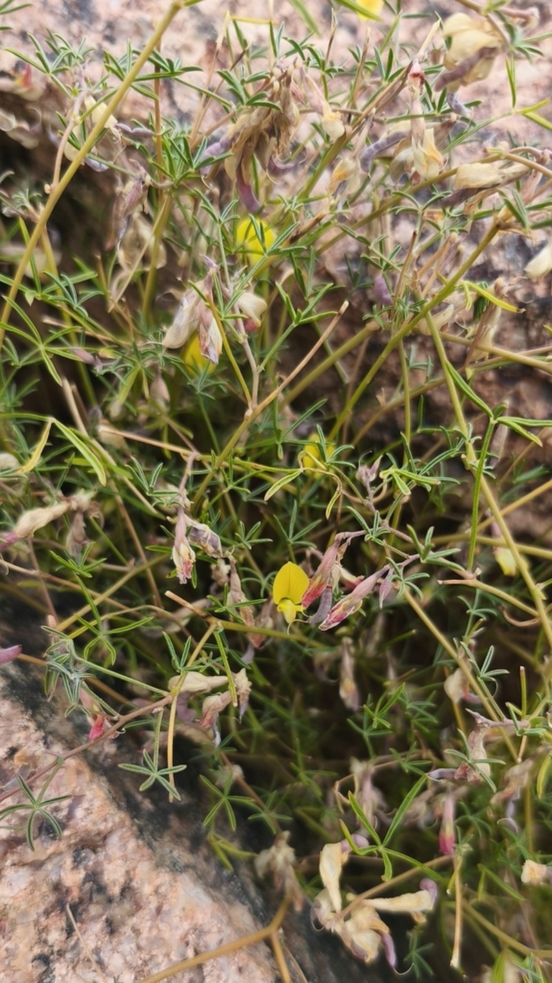 Leobordea digitata photo 4