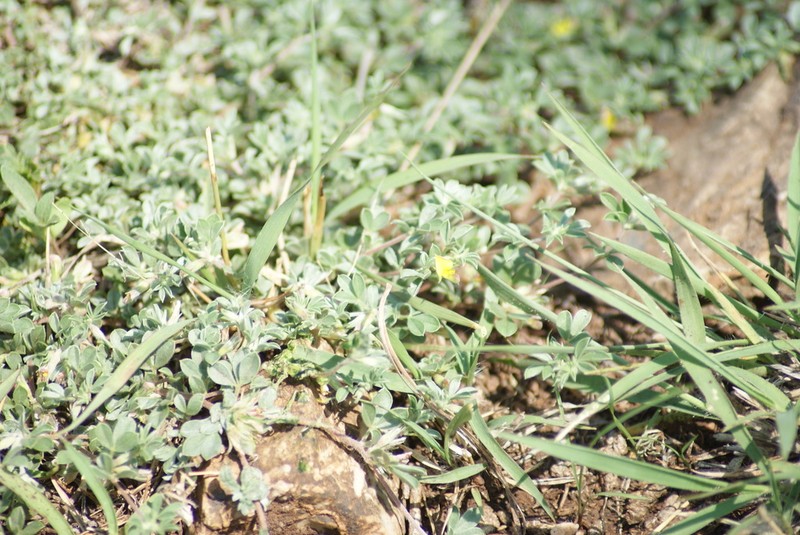 Leobordea divaricata