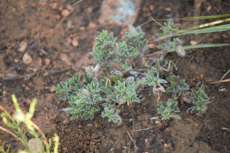 Leobordea divaricata photo 2