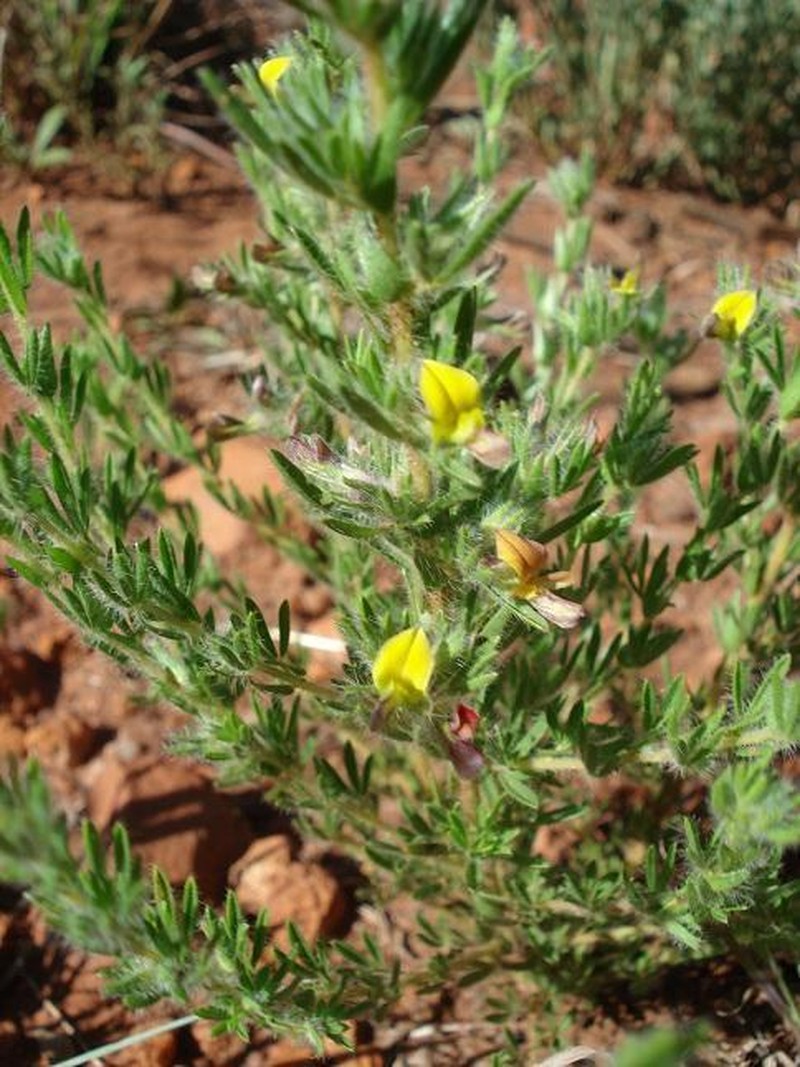 Leobordea divaricata photo 3