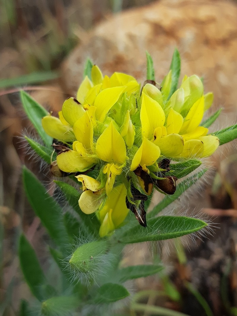 Leobordea divaricata photo 4