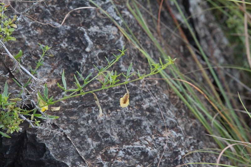 Leobordea divaricata photo 5