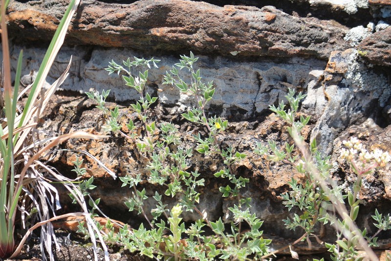 Leobordea divaricata photo 6
