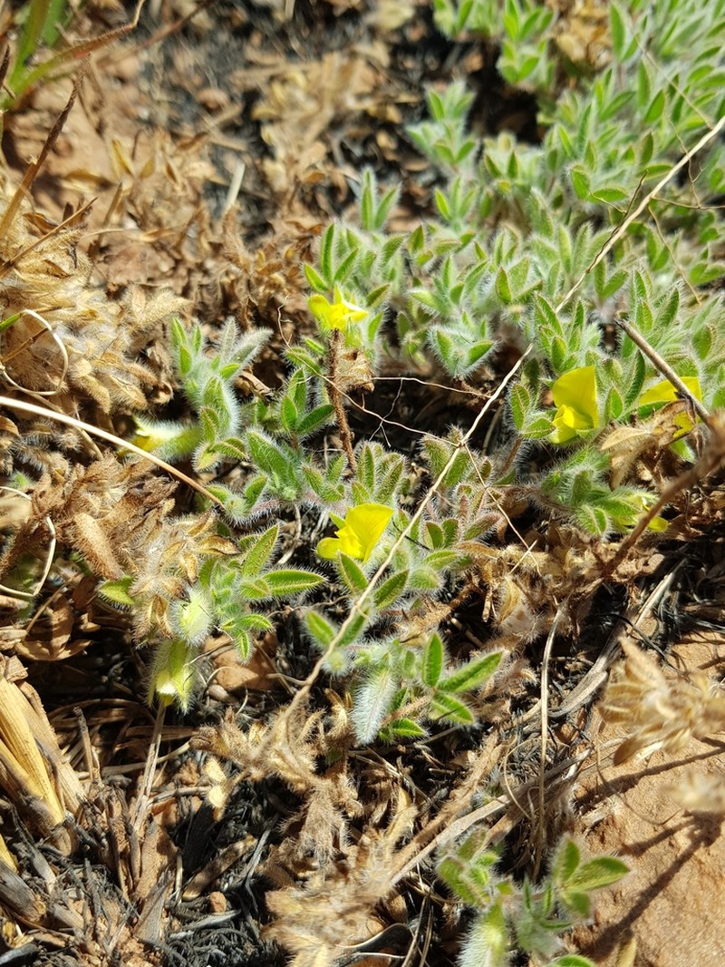 Leobordea divaricata photo 7