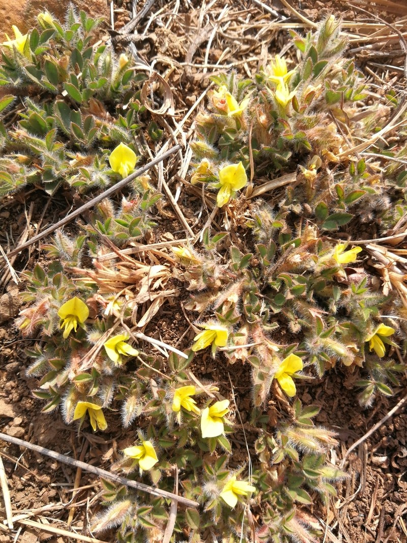 Leobordea divaricata photo 8