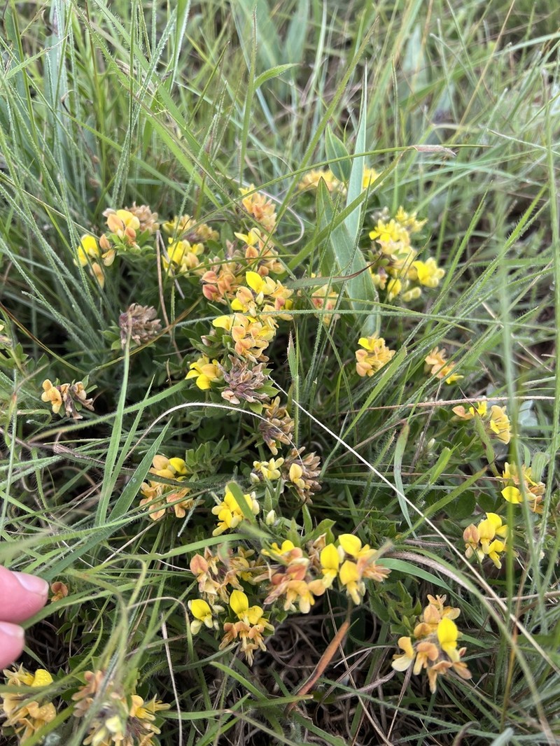Leobordea eriantha