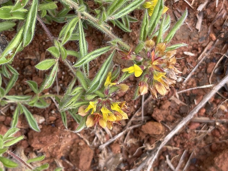 Leobordea eriantha photo 2
